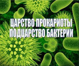бактерии презентация