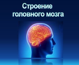 Строение и функции головного мозга - презентация по биологии