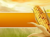 шаблон для презентаций Кукуруза