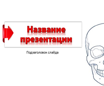 Анатомия, череп